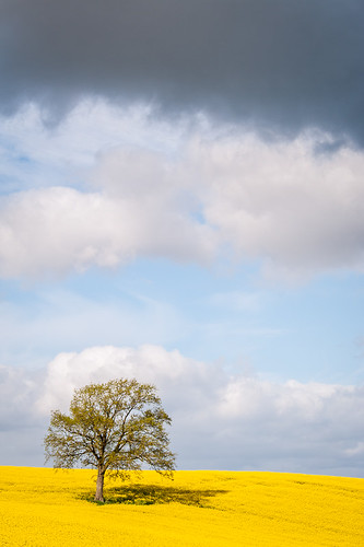 cloud tree field rain spring oak farming may schleswigholstein rapeseed northerngermany wittensee