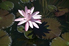 Pond Flower w/ pads