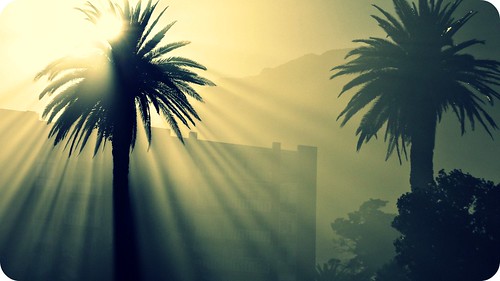 africa light beach nature sunshine sunrise palms capetown palmtrees cliché hcs