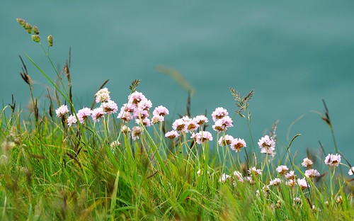 uk flowers grass june seaside dof bokeh thrift dorset clifftop stevemaskell 2016 durlston naturethroughthelens