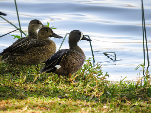 duck ducks pato laguna ringneckedduck michoacan patos aythyacollaris zacapu porron porronacollarado