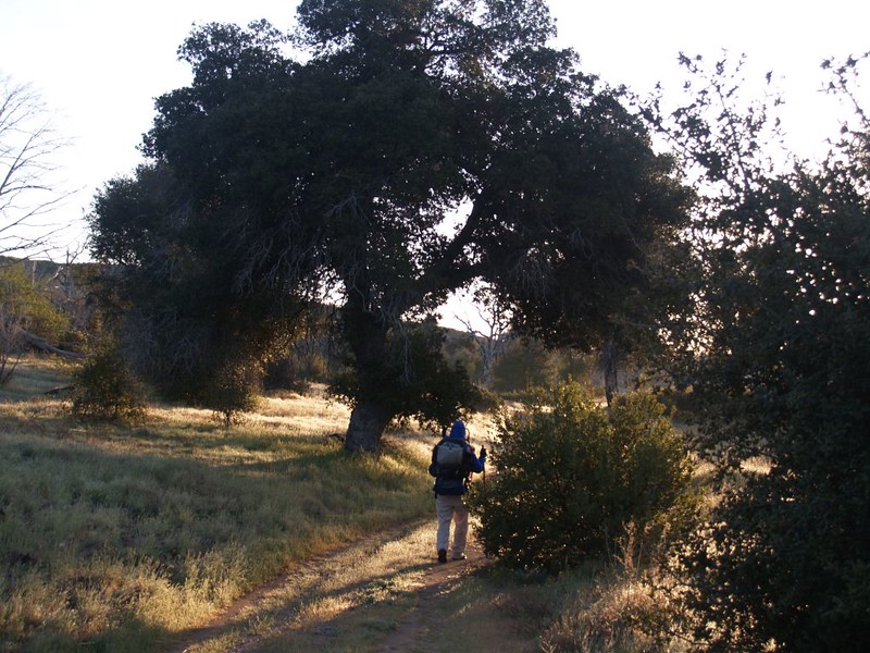 Oak Tree at dawn on Mason Valley Road