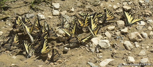 butterfly indiana swallowtail naturephotography macrophotography martincounty insecta puddling lepidopterabutterfliesmoths photographerjaycossey