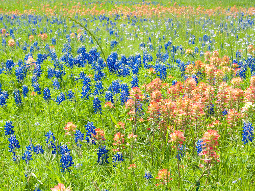 outdoor bluebonnet indianpaintbrush flowersplants texastoadflax