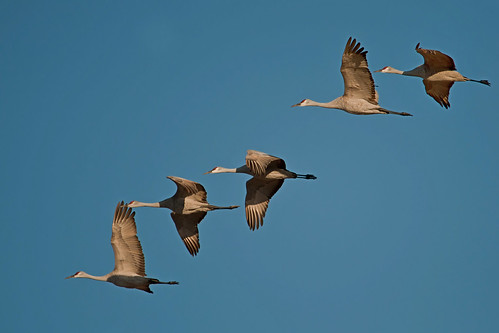 nature birds nikon nebraska crane wildlife sigma migration 500mm sandhill d90 150500mm