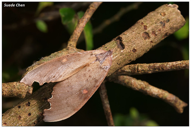 台灣星舟蛾 Euhampsonia formosana (Matsumura, 1925)