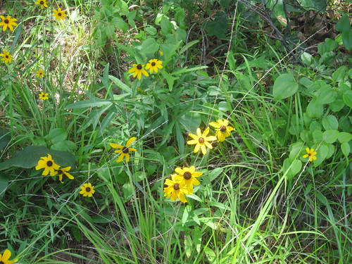 flowers mississippi unitedstates 2012 smithcounty bienvillenationalforest untedstatesforestservice marathonrecreationarea