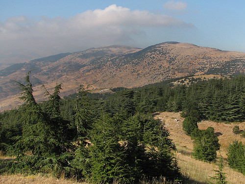Al Shouf Cedar Nature Reserve: Pod vznešenými libanonskými cedry