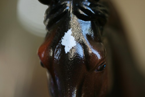 Copperfox Cadno (glossy Reserve Champion prize)