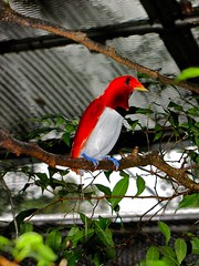 King Bird-of paradise Cicinnurus regius