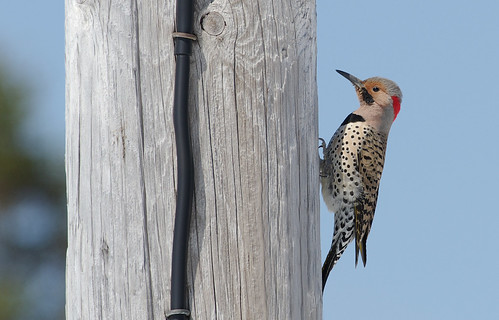 birds woodpecker pentax k5 northernflicker da3004