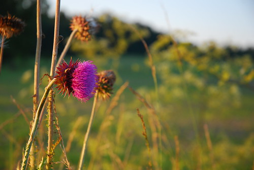flowers sunset plants color landscape weeds weed purple vibrant thistle blooms roadside plantlife