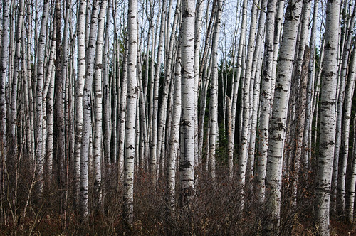 trees canada forest saskatchewan poplars borealforest meadowlakeprovincialpark meadowlakeno588