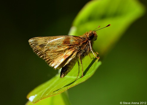 butterfly skipper species