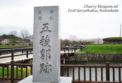 Cherry_Blossom_at_Fort Goryokaku15