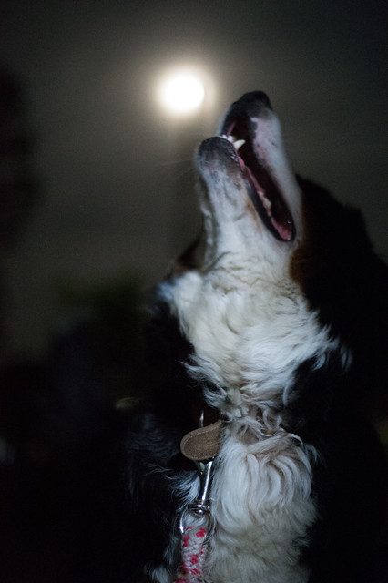 Howling to the moon
