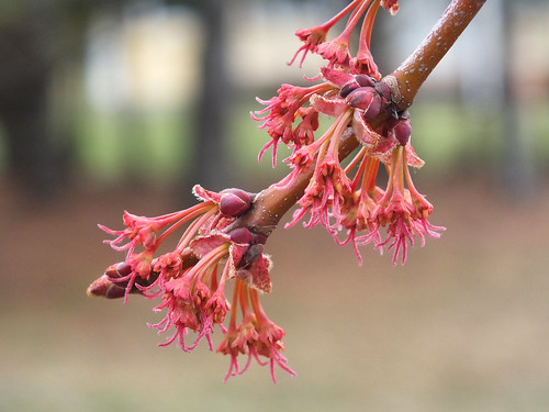 trees red canada spring dof seasons blossoms newbrunswick closeups maples tassels ststephen