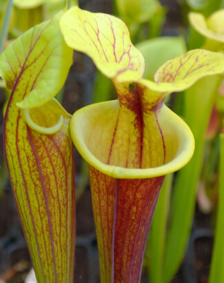 Photo Plantes--carnivors ( Sarracenia ) 13983364096_3616239a00