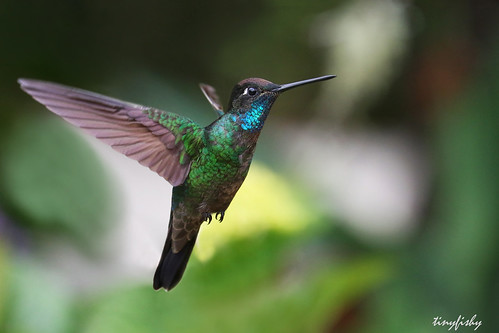 bird del mexico flying inflight hummingbird flight magnificent madre sierre sierredelmadre
