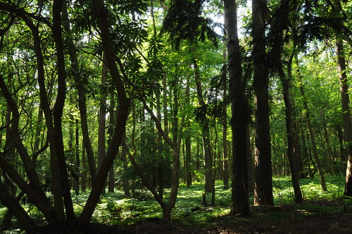 hobbierhododendronpark westerstede germany deutschland niedersachsen allemagne alemania germania германия