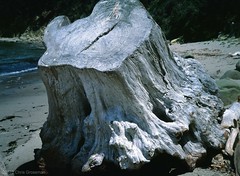 Driftwood Tree Stump - Fuji GS645S - Velvia 50