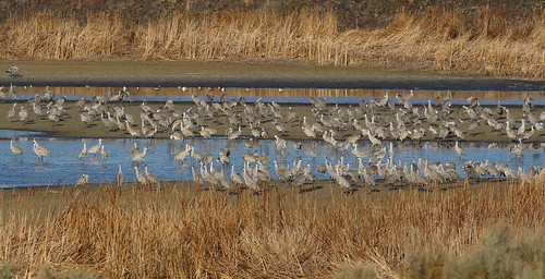 birds waterfowl washingtonstate sandhillcranes easternwashington franklincounty scooteneyreservoir wsweekly76