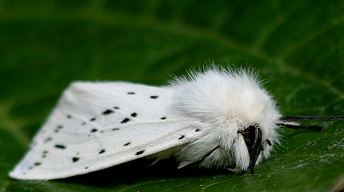 white 50mm leaf moth eos10d monopod nifty 2x teleplus mc7