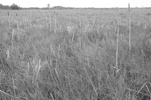 environment marsh typhalatifolia wausharacounty sedgemeadow carexsp broadleavedcattail poyganmarsh poyganmarshpoyganstatewildlifeare