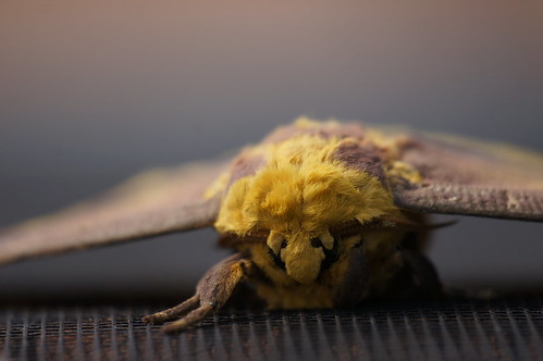 wildlife moths arthropods imperialmoth spidersandinsects