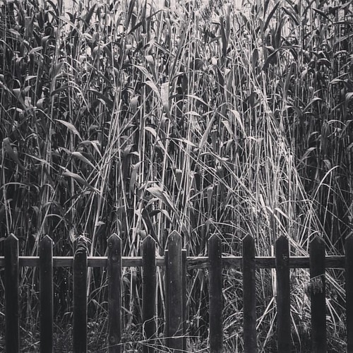 square willow squareformat iphoneography instagramapp uploaded:by=instagram