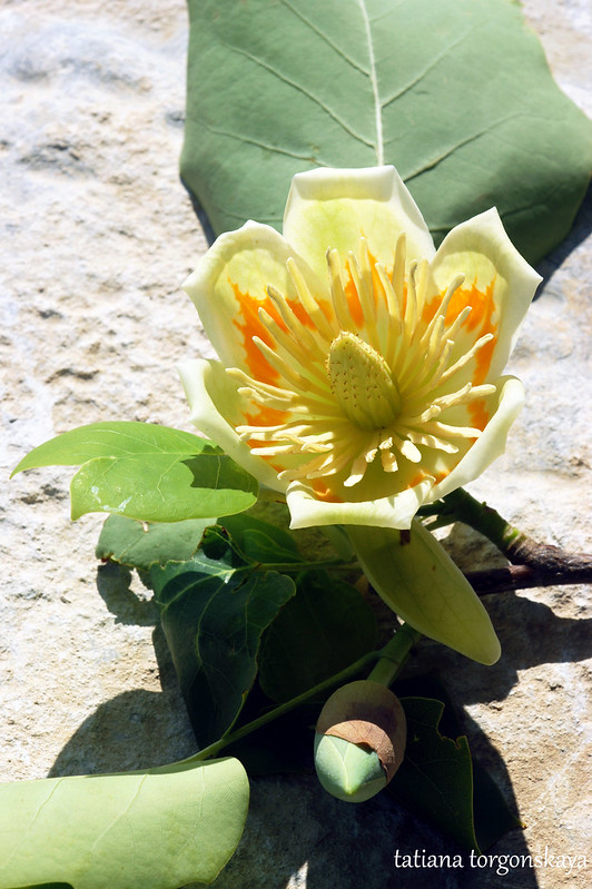 Цветок лириодендрона