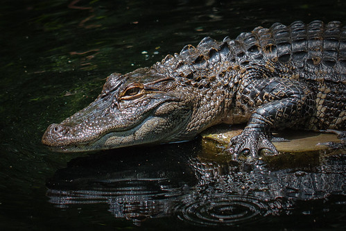 alligator pond see woodsbaystatepark
