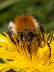 Common Carder Bee - Photo of Pontmain