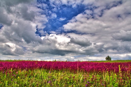 flowers sky grass landscape pentax meadow k7