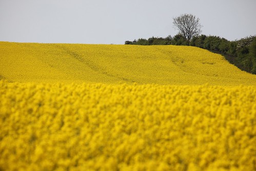 yellow landscape denmark