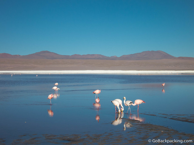 Pink flamingos flock to lagoons in the Bolivian Altiplano. 