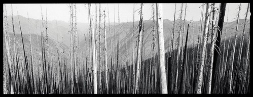 trees usa film forest washington sticks unitedstates panoramic burnt scanned hp5 forestfire chelan ilford xpan