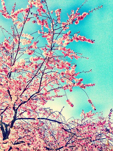 cherry blossom trees 2014