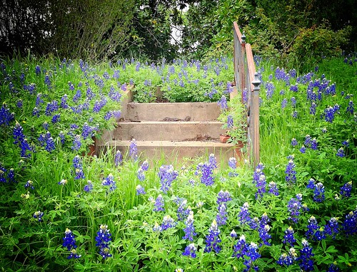 stairs texas tx roadtrip americana weathered wildflowers roadside bluebonnets easttexas iphone texasbluebonnets iphoneography mollyblock stoppedthecarforthis