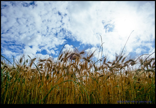 wheat france sky eurotrip 2016 fields clouds nanteuilenvallée aquitainelimousinpoitoucharen aquitainelimousinpoitoucharentes fr