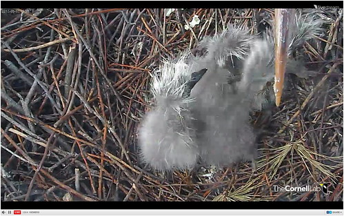 blue heron webcam university nest great chicks cornell feed ornithology birdcam nestcam