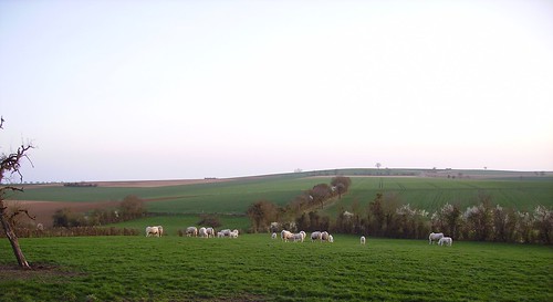 cow pasture agriculture campagne verdure colline vache nièvre