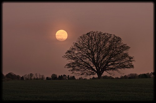 moon tree denmark oak eg rungsted vedbæk egetræ smidstrup