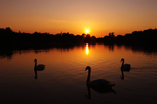 trees sunset sun lake silhouette swan somerford