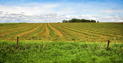 rural fence nikon country iowa hay friday hayfield windrows d90