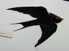 Afrika-Museum, Rauchschwalbe im Rückenflug