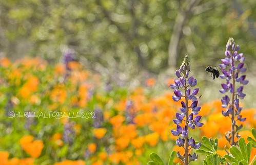 flowers wild orange gardens botanical nikon purple bee poppy poppies bumble woodlake visalia tularecounty d700 shereealtobelle nikkor28300mm