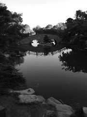 NW Koi Pond in Shin Zen Japanese Garden