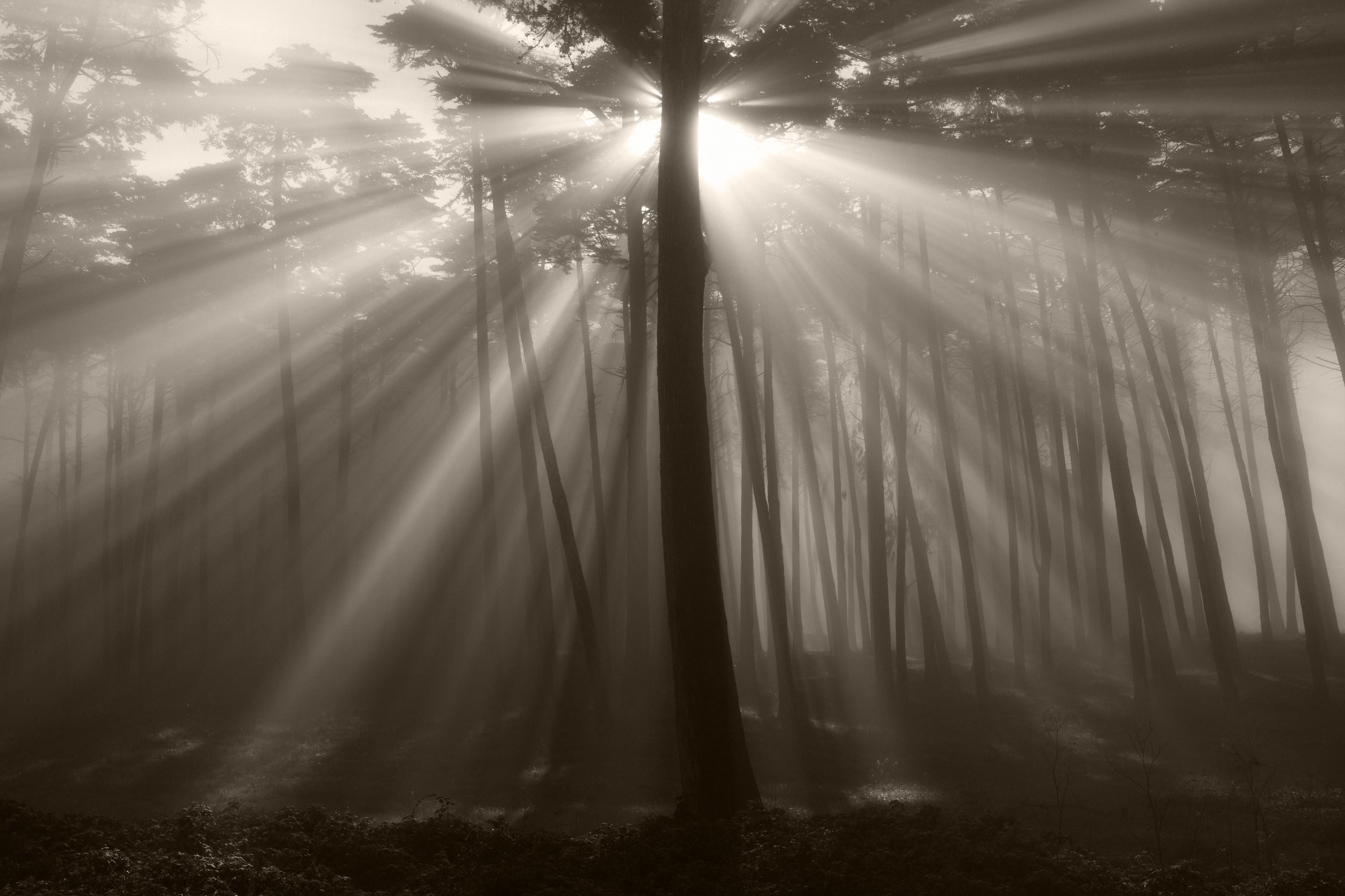 Черный свет солнца. Солнечные лучи. Луч света в тумане. Туманный свет. Луч света в темном лесу.