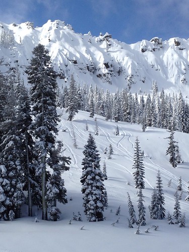 winter snow ski pine skiing tracks first bowl powder fresh sugar crests